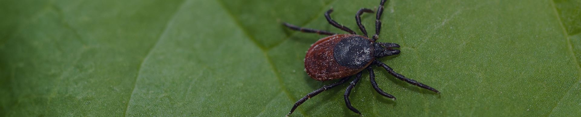 Tick Identification & Prevention | Safeguard Pest Solutions LLC