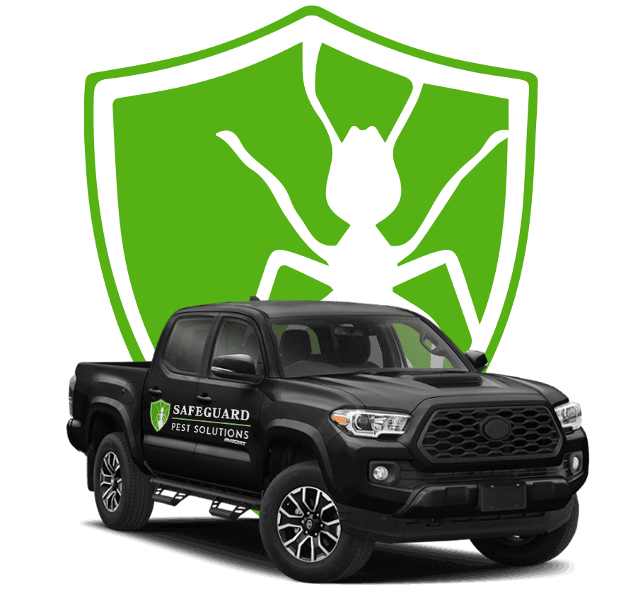 Carpenter Ant Identification & Prevention | Safeguard Pest Solutions LLC