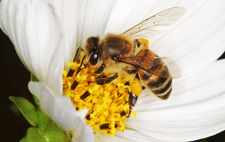 Honey Bees