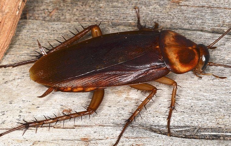 Cockroaches